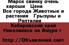 Марск свинку очень хароши › Цена ­ 2 000 - Все города Животные и растения » Грызуны и Рептилии   . Хабаровский край,Николаевск-на-Амуре г.